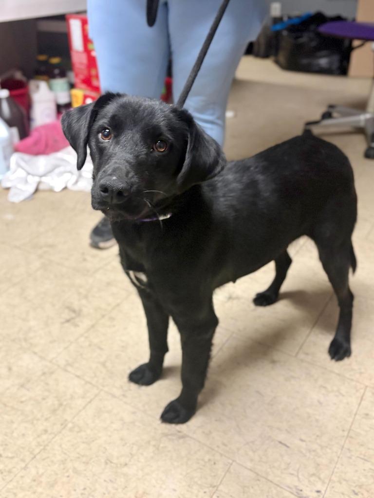 Mary Swanson, Adopted, Adult Female Mixed Breed.