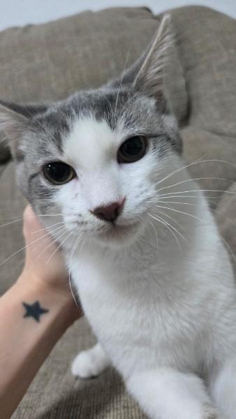 Enlarge Chromeo - SPECIAL NEEDS, a ADOPTABLE Domestic Short Hair in Reading, PA image 2/2