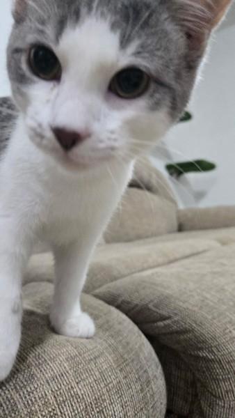 Chromeo - SPECIAL NEEDS, ADOPTABLE, Kitten Male Domestic Short Hair.
