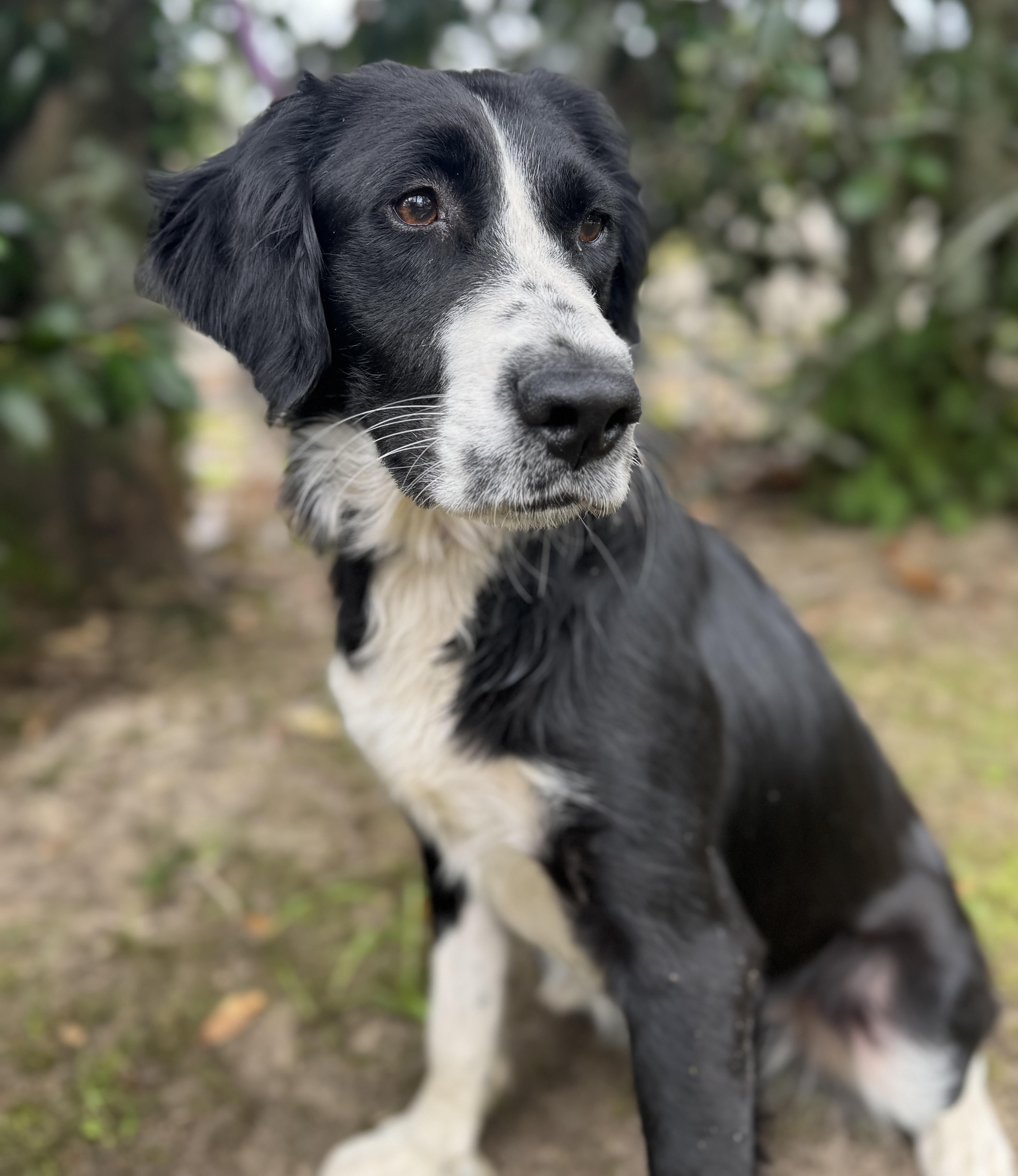 Callie , adopted, Young Female Border Collie & English Springer Spaniel.