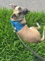 Enlarge Theo, a Adoptable mixed breed in Meridian, ID image 2/4