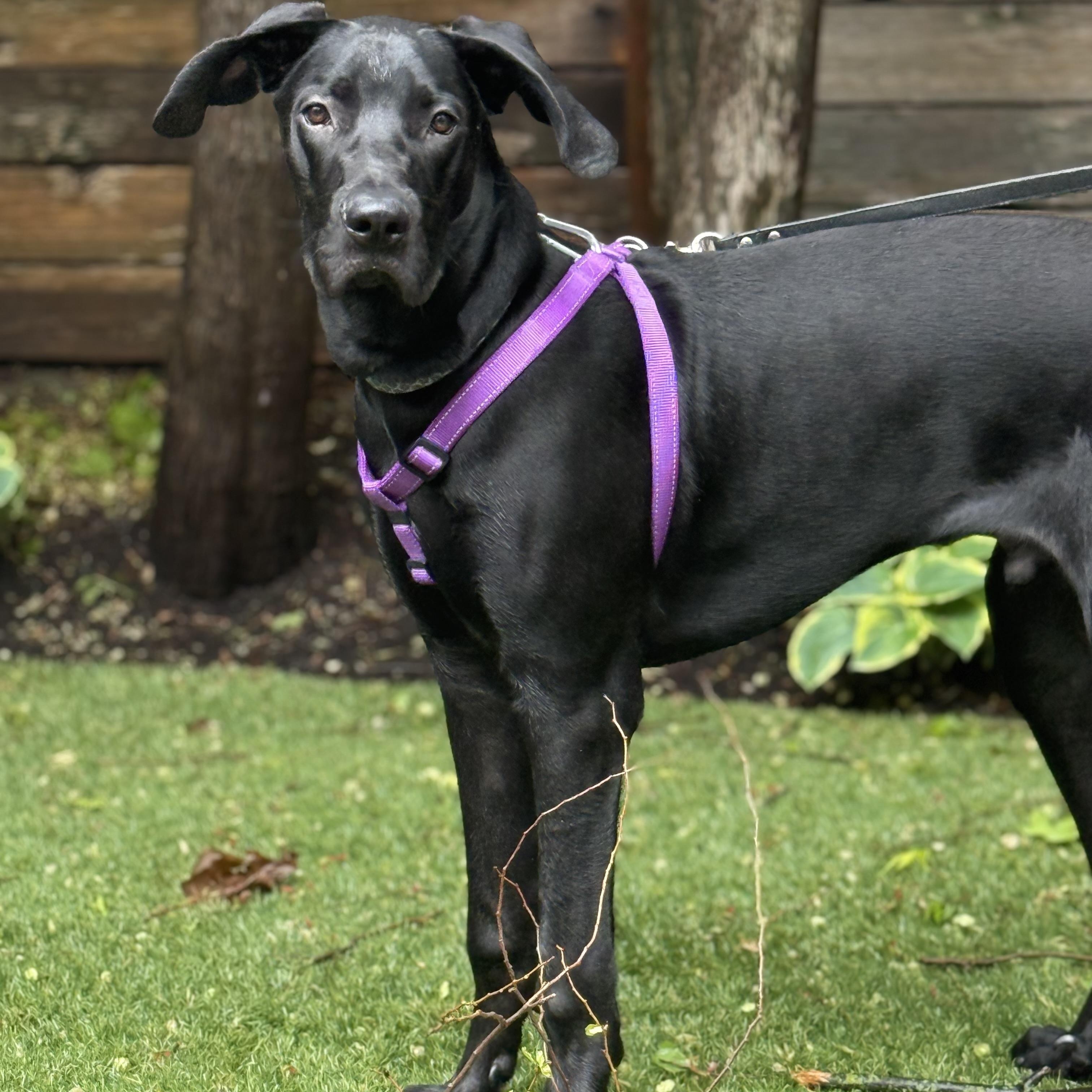 Enlarge Espresso, a ADOPTABLE Great Dane in Scarborough, ON image 2/6