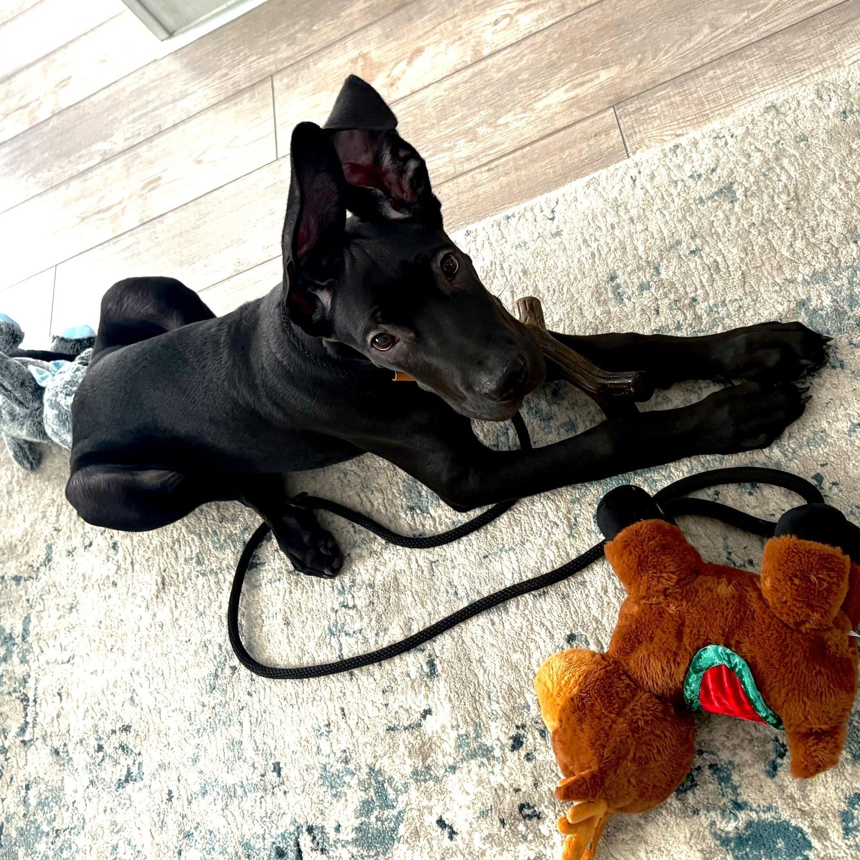 Enlarge Espresso, a ADOPTABLE Great Dane in Scarborough, ON image 3/6