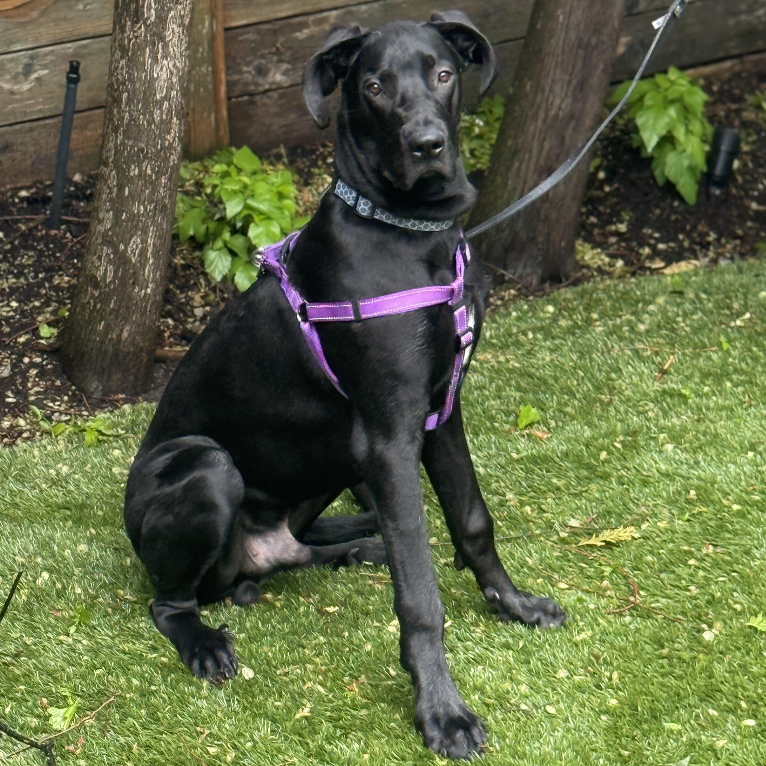 Enlarge Espresso, a ADOPTABLE Great Dane in Scarborough, ON image 3/6