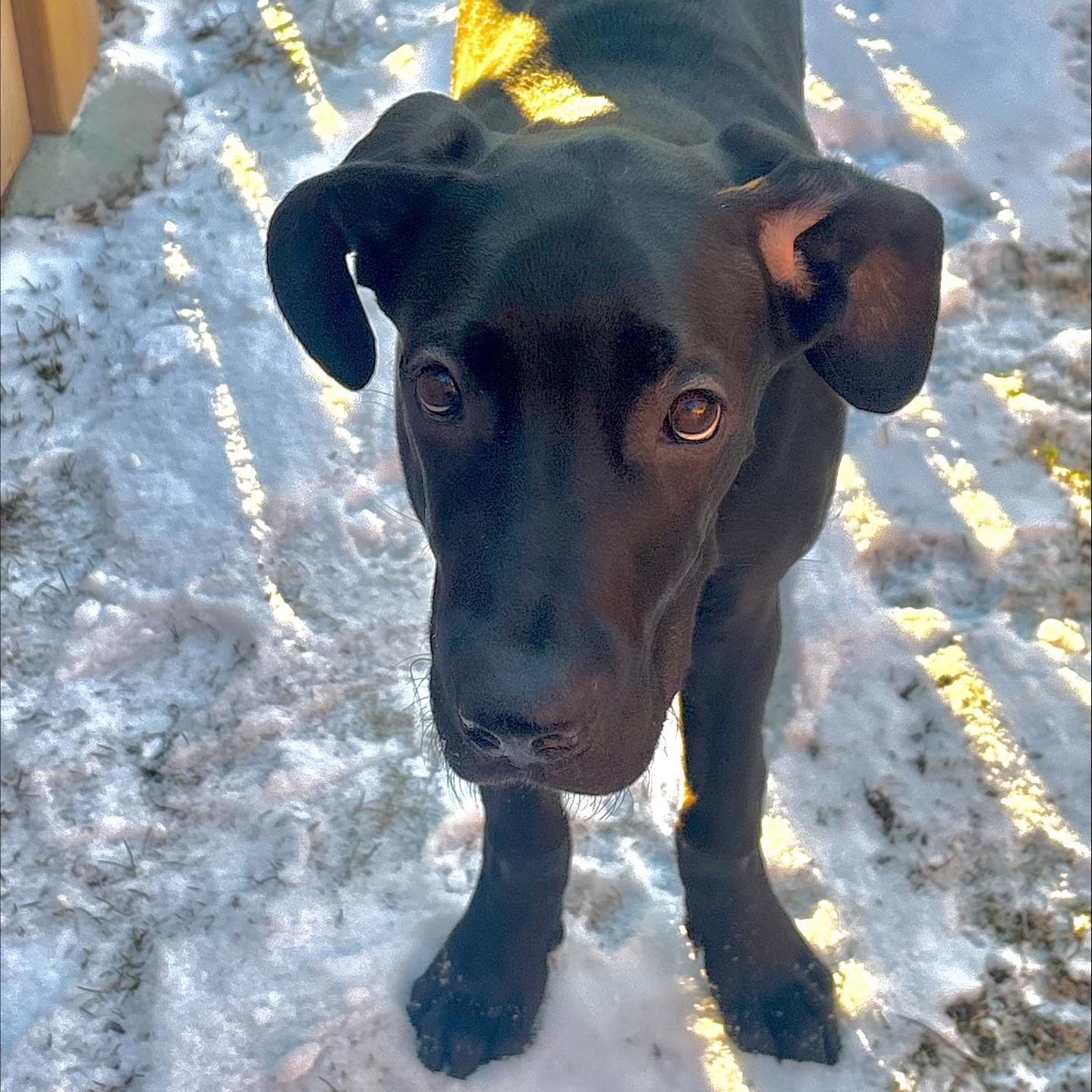 Enlarge Espresso, a ADOPTABLE Great Dane in Scarborough, ON image 4/6