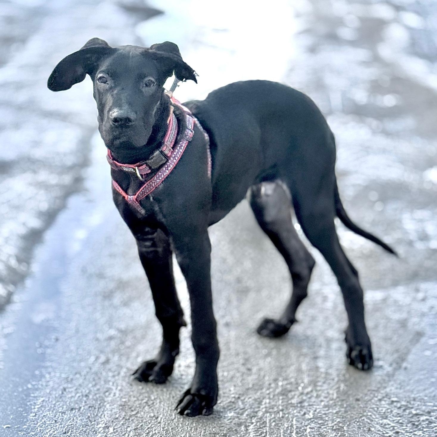 Enlarge Espresso, a ADOPTABLE Great Dane in Scarborough, ON image 1/6