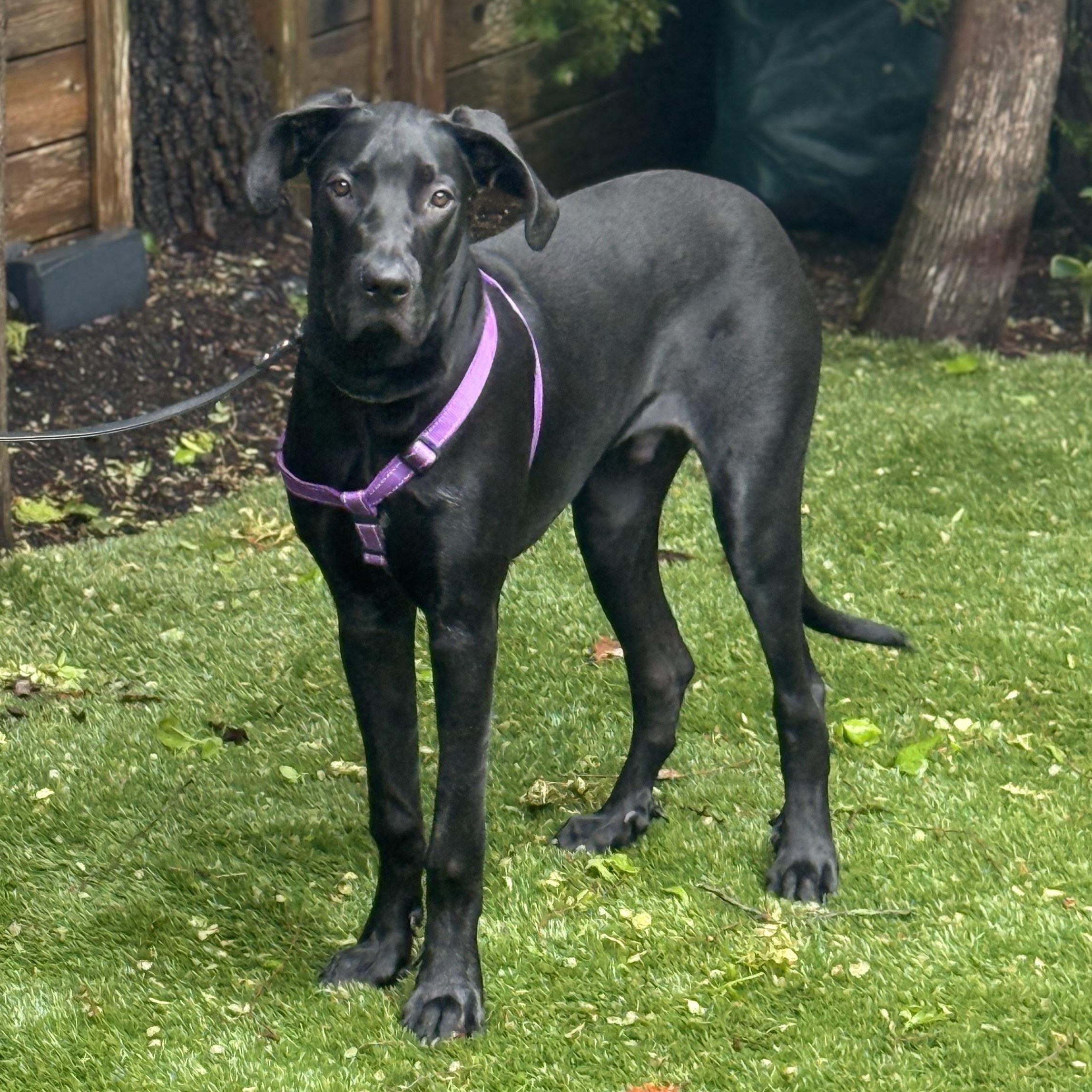 Espresso, ADOPTABLE, Puppy Male Great Dane.