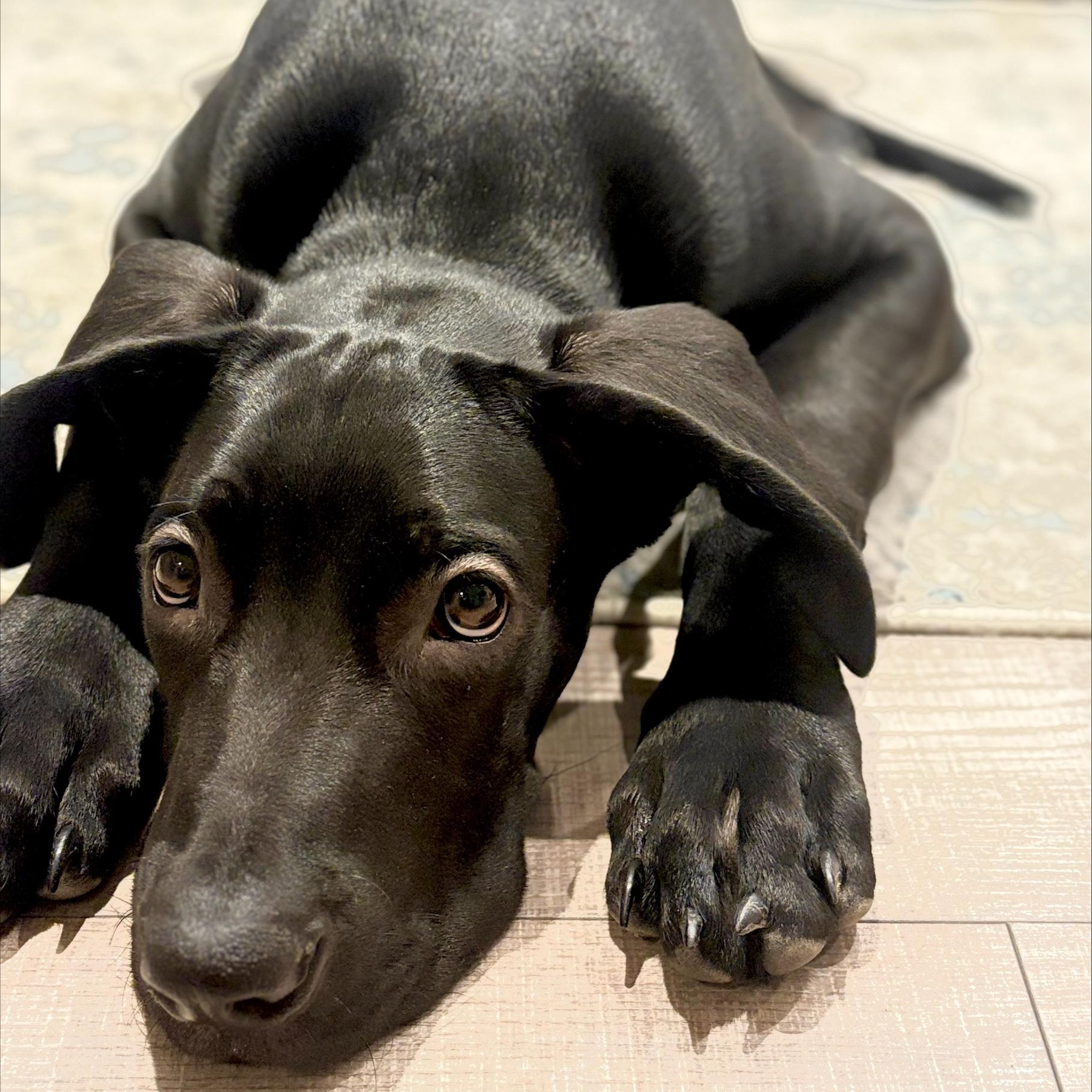 Enlarge Espresso, a ADOPTABLE Great Dane in Scarborough, ON image 2/6