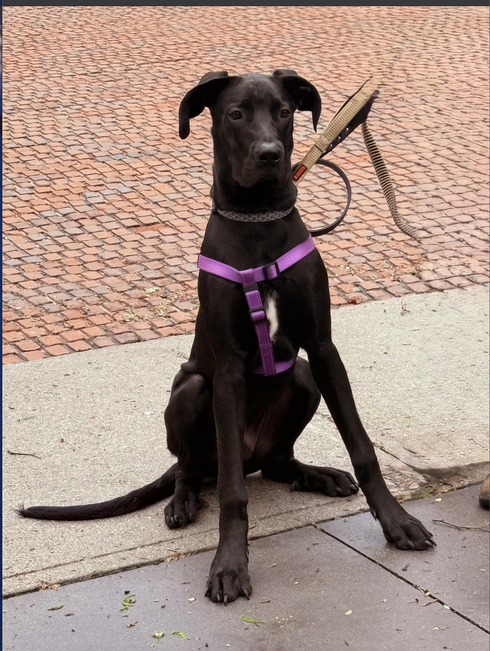 Enlarge Espresso, a ADOPTABLE Great Dane in Scarborough, ON image 4/6