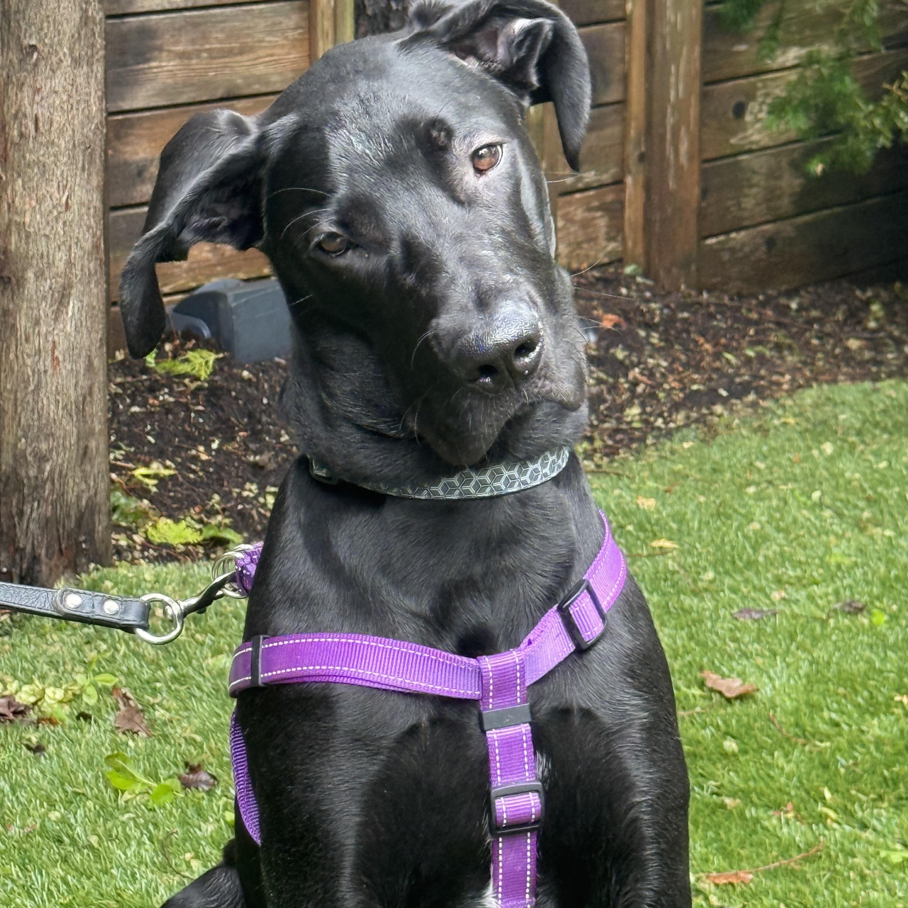 Enlarge Espresso, a ADOPTABLE Great Dane in Scarborough, ON image 5/6