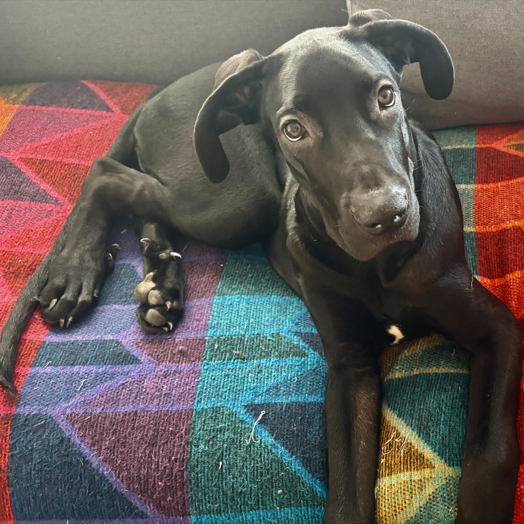 Enlarge Espresso, a ADOPTABLE Great Dane in Scarborough, ON image 5/6