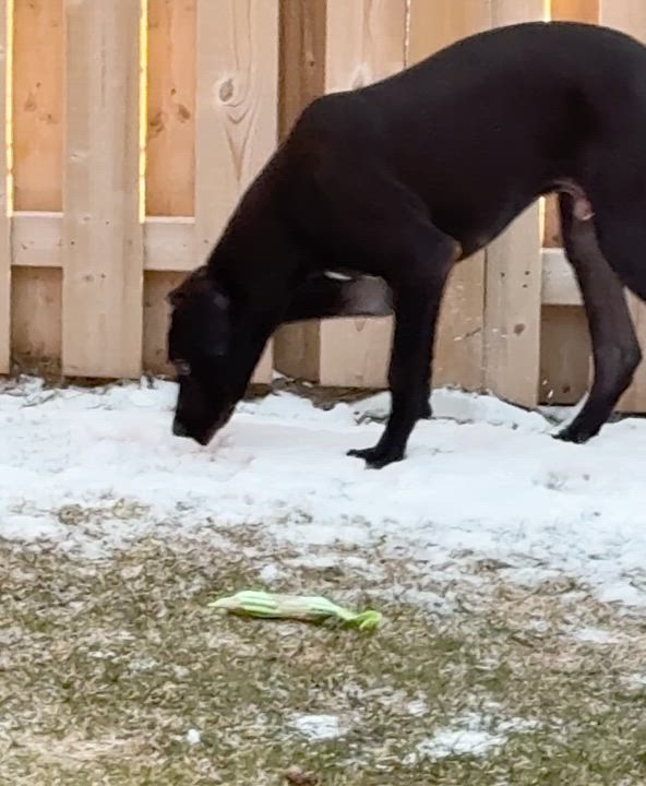 Enlarge Espresso, a ADOPTABLE Great Dane in Scarborough, ON video 6/6