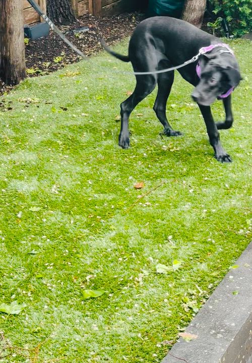 Enlarge Espresso, a ADOPTABLE Great Dane in Scarborough, ON video 6/6