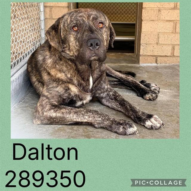 DALTON, Adoptable, Young Male Mixed Breed.