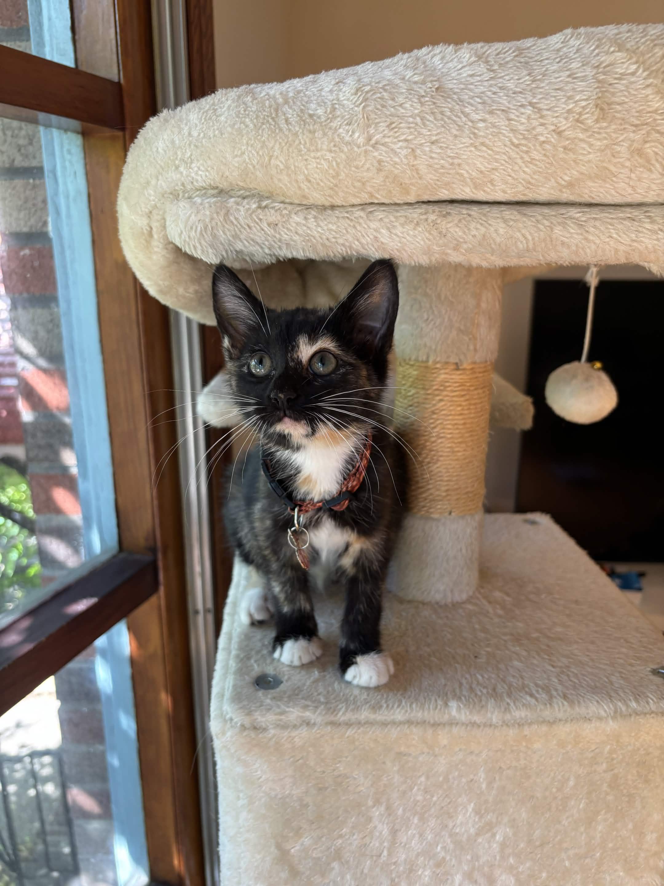 Enlarge Fuji, a Adoptable Domestic Short Hair in Weehawken, NJ image 5/5