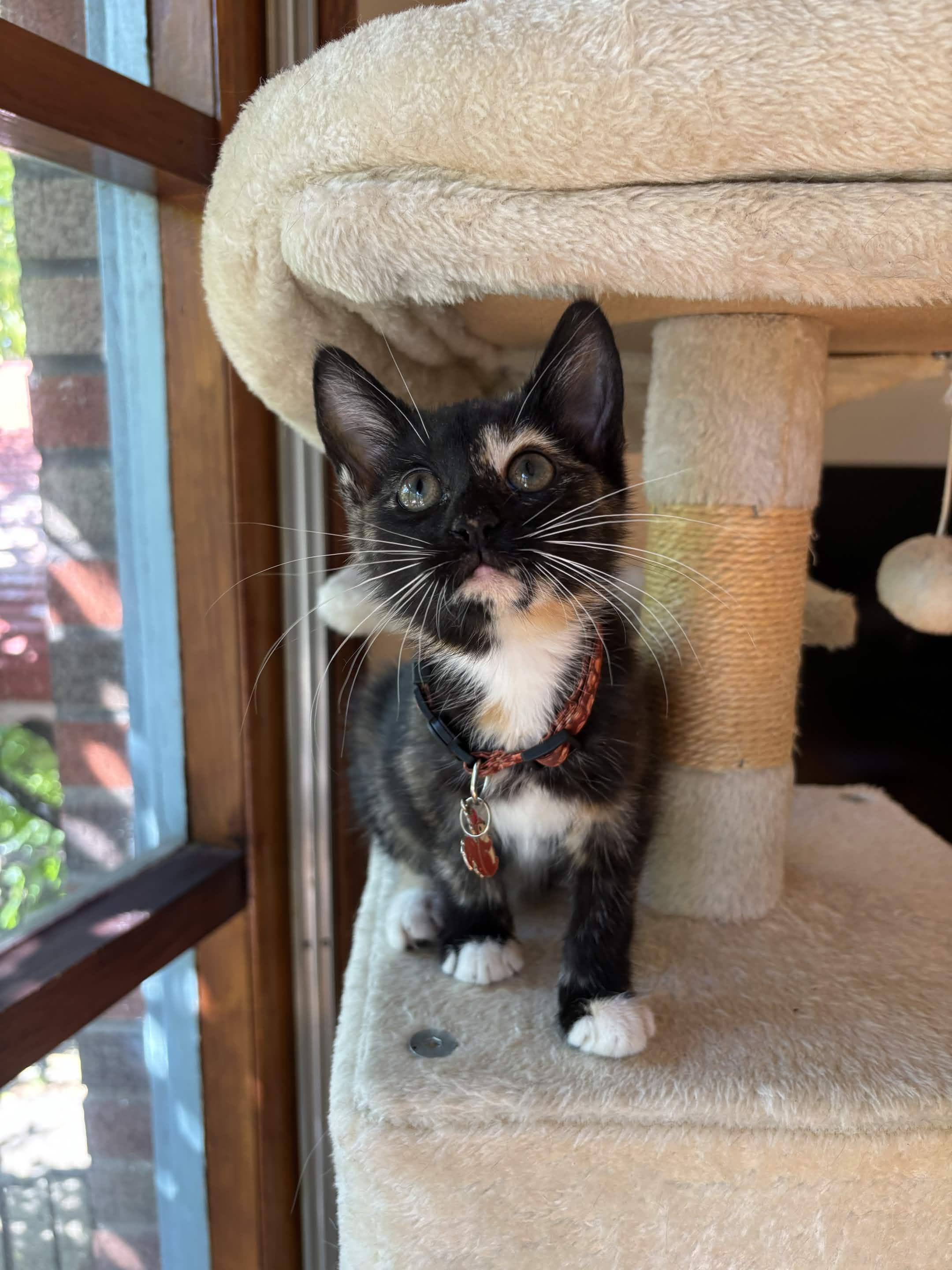 Fuji, Adoptable, Kitten Female Domestic Short Hair.