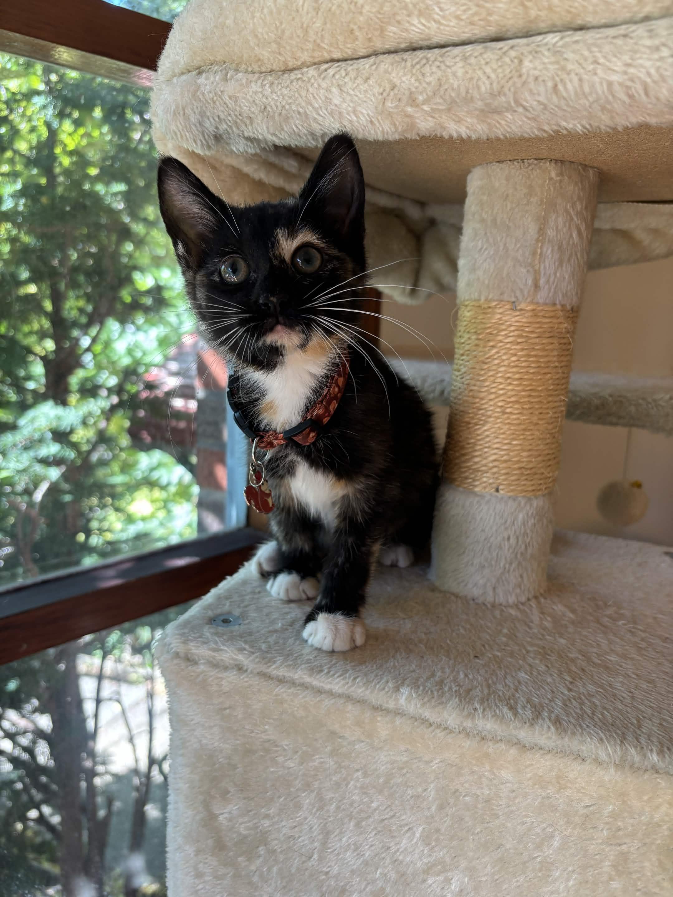 Enlarge Fuji, a Adoptable Domestic Short Hair in Weehawken, NJ image 4/5