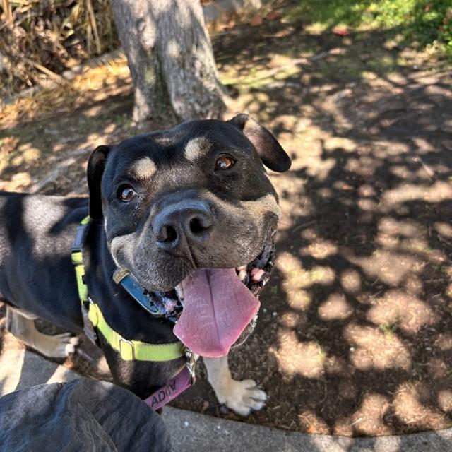 Enlarge PERRY, a Adoptable mixed breed in Alameda, CA image 1/1