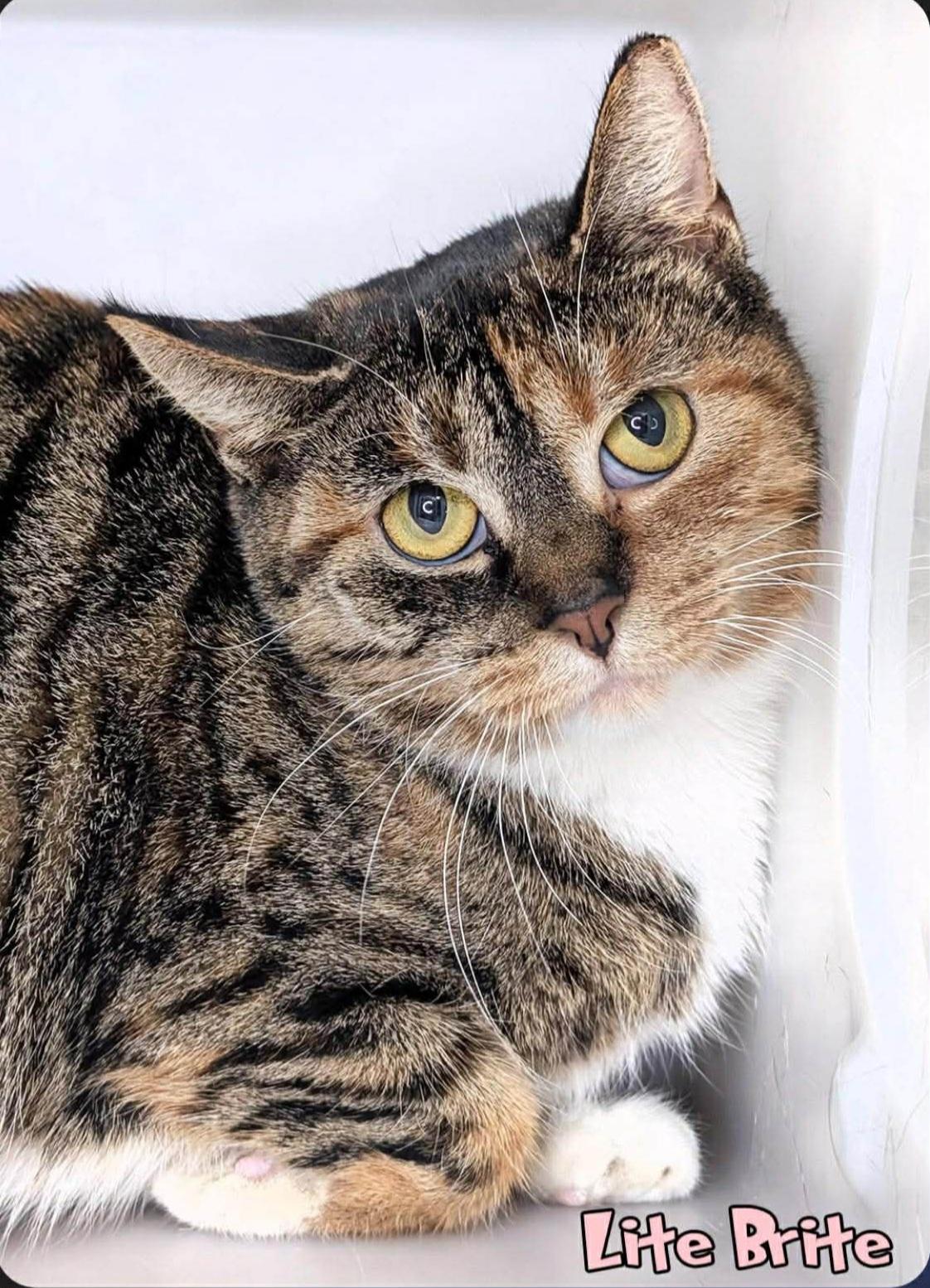 Enlarge Lite Brite, a ADOPTABLE Domestic Short Hair in East Lansing, MI image 1/1