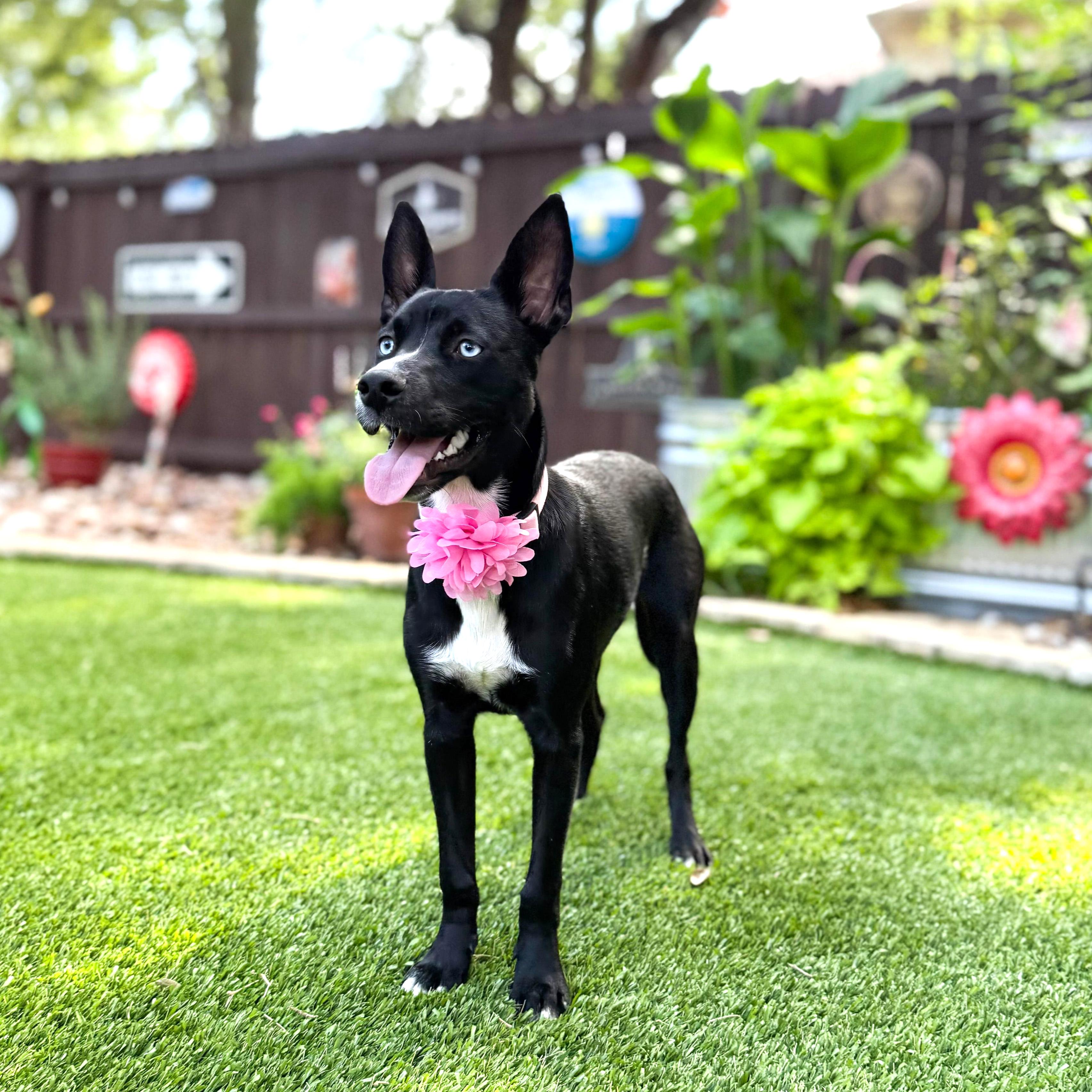 Willow, a Adoptable mixed breed in Springfield, MA image 6/6