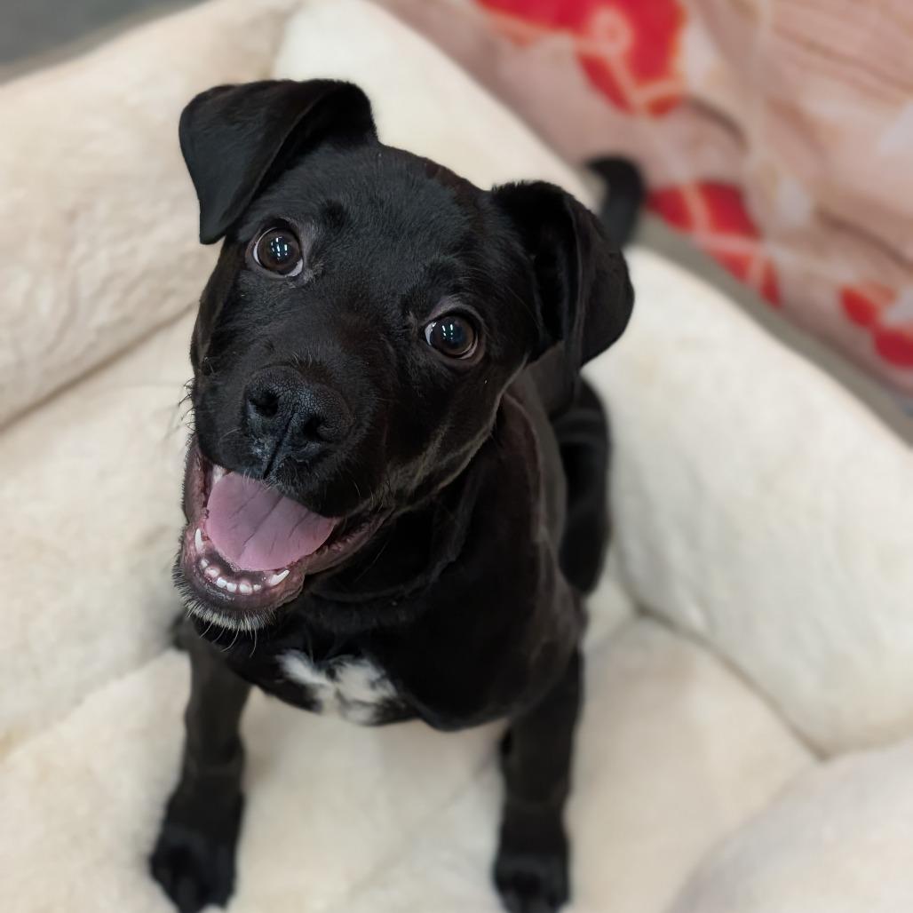 Cousin Eddie, ADOPTABLE, Puppy Male Mixed Breed.