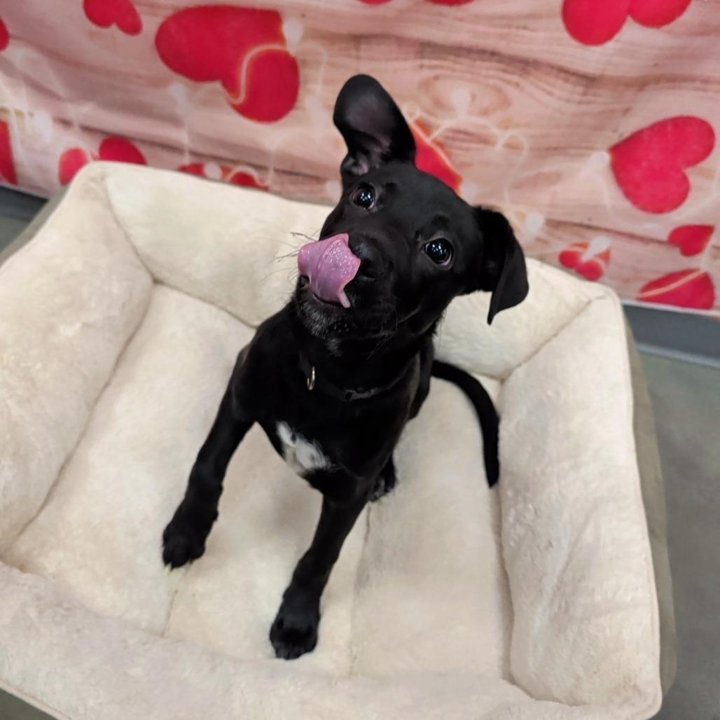 Enlarge Cousin Eddie, a ADOPTABLE Mixed Breed in Cape Girardeau, MO image 4/4