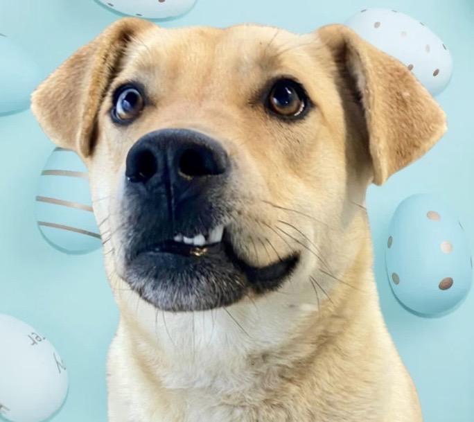 Ollie, ADOPTABLE, Adult Male Labrador Retriever & Husky.