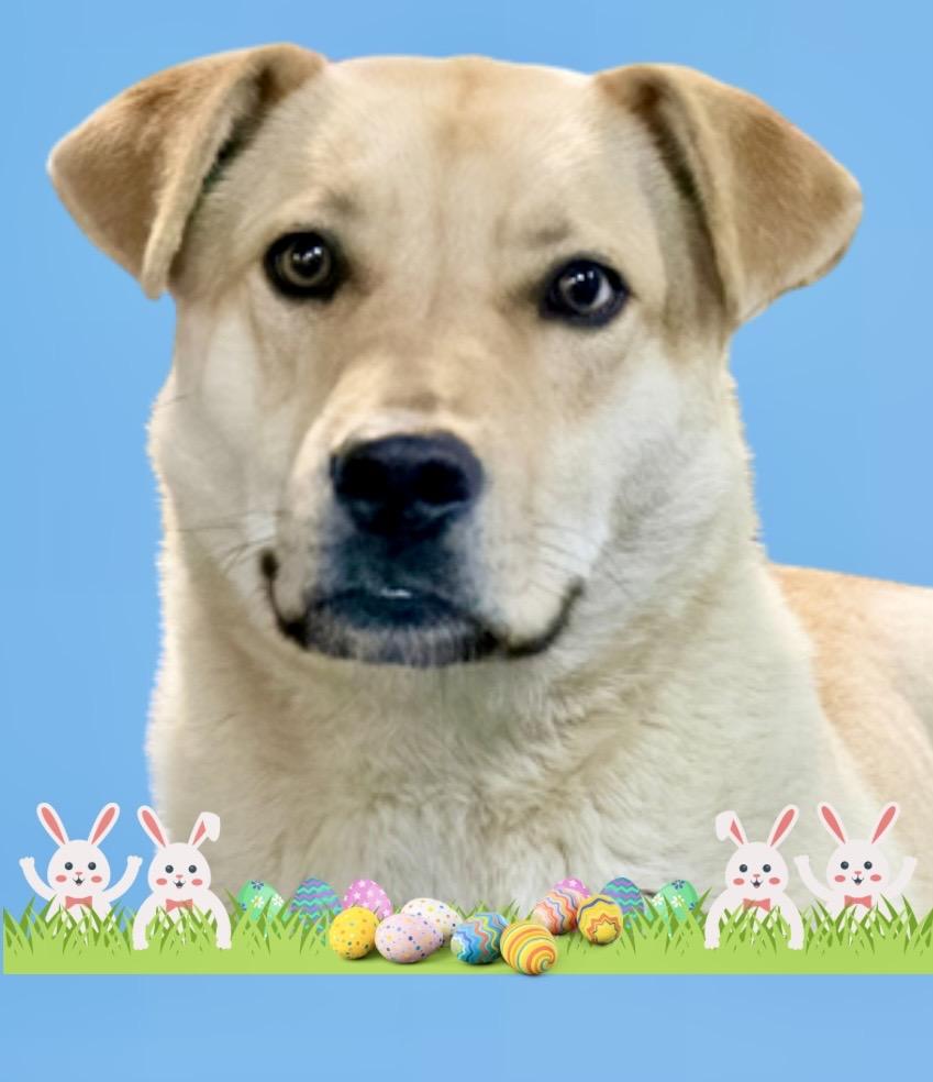 Enlarge Ollie, a ADOPTABLE mixed breed in Westfield, NY image 6/6