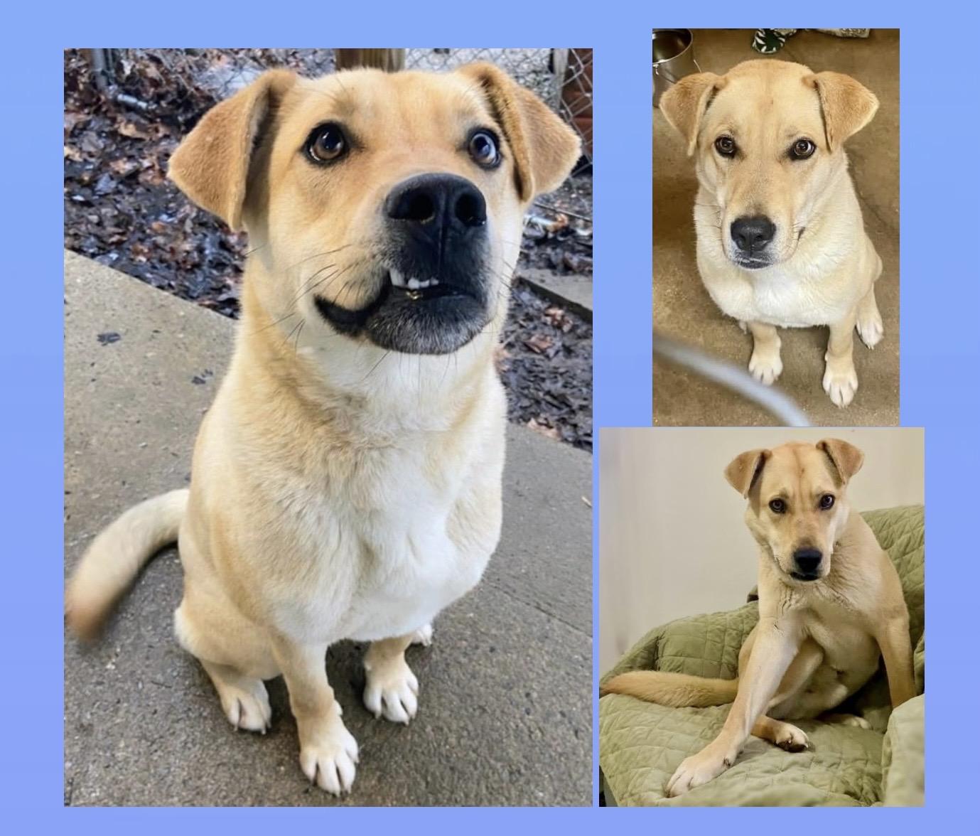 Enlarge Ollie, a ADOPTABLE mixed breed in Westfield, NY image 4/6