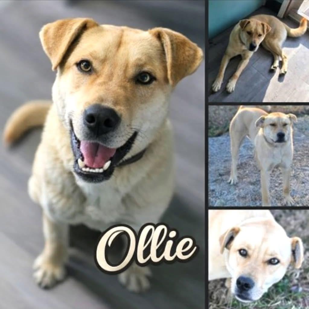Enlarge Ollie, a ADOPTABLE mixed breed in Westfield, NY image 5/6