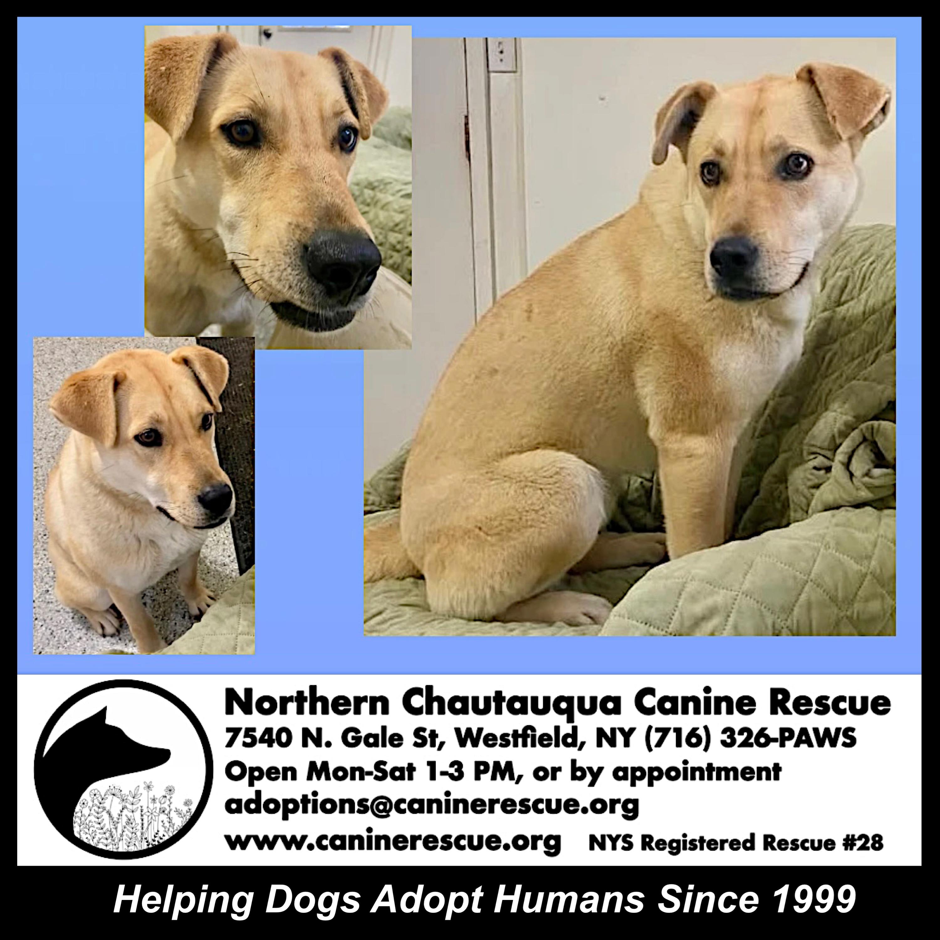 Enlarge Ollie, a ADOPTABLE mixed breed in Westfield, NY image 2/6