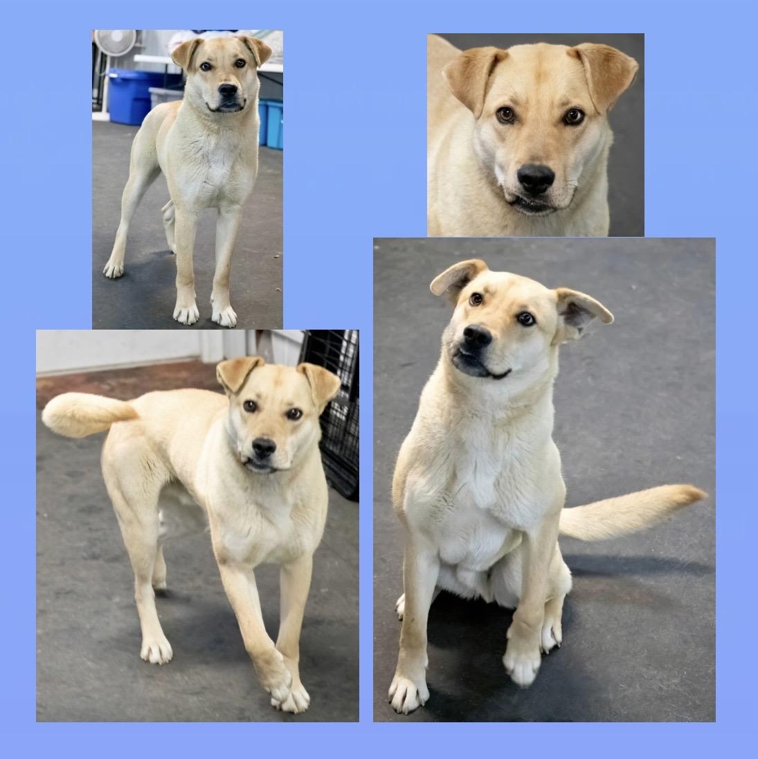 Enlarge Ollie, a ADOPTABLE mixed breed in Westfield, NY image 3/6