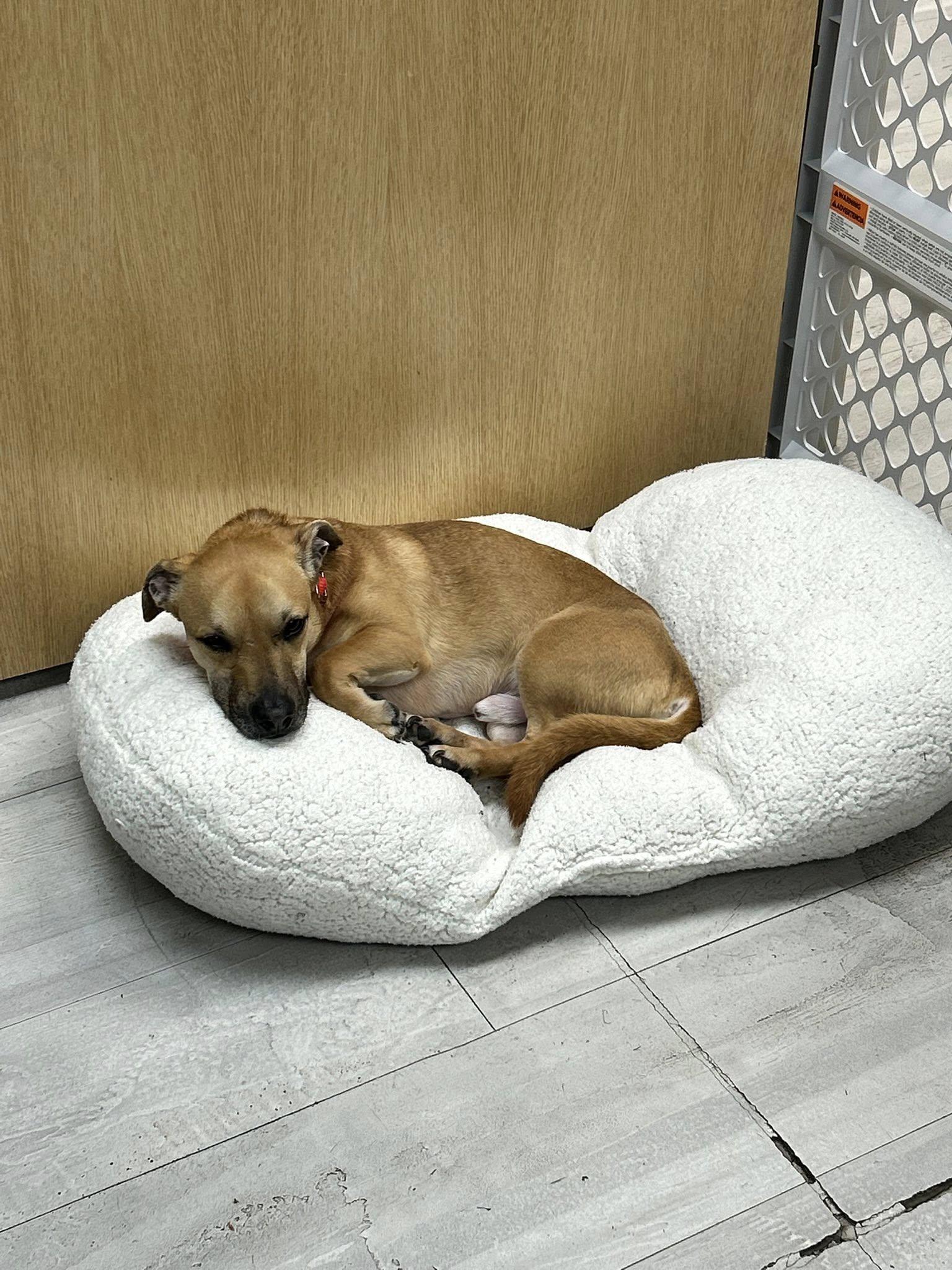 Enlarge Lil Dude, a ADOPTABLE mixed breed in Whitestown, IN image 3/4