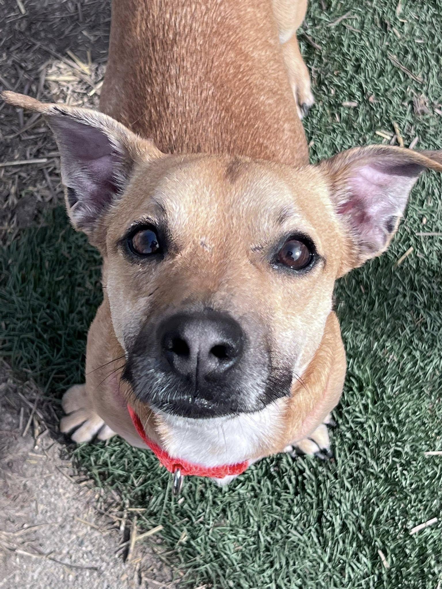 Enlarge Lil Dude, a ADOPTABLE mixed breed in Whitestown, IN image 1/4