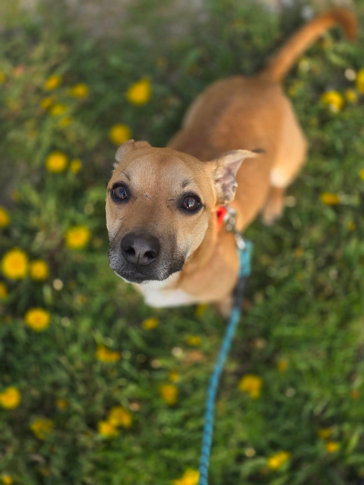 Enlarge Lil Dude, a ADOPTABLE mixed breed in Whitestown, IN image 4/4
