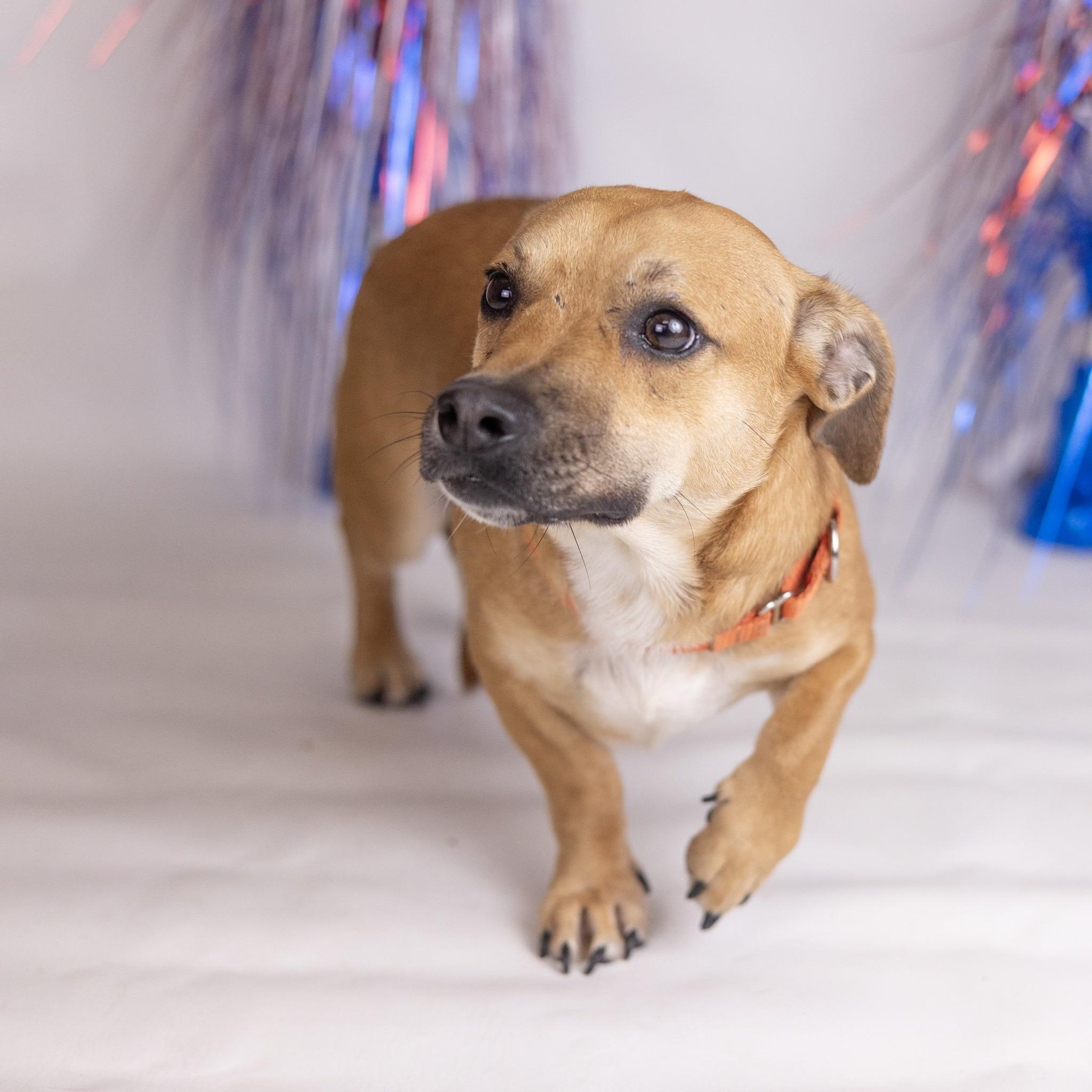 Enlarge Lil Dude, a ADOPTABLE mixed breed in Whitestown, IN image 2/4