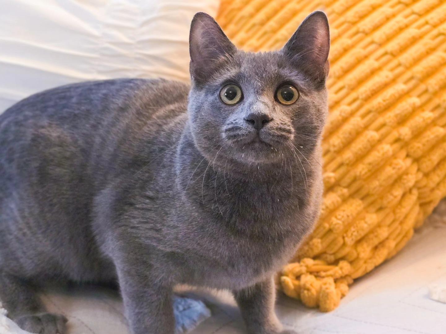 Dorian Grey, a Adoptable Domestic Short Hair in Mullica Hill, NJ image 1/3