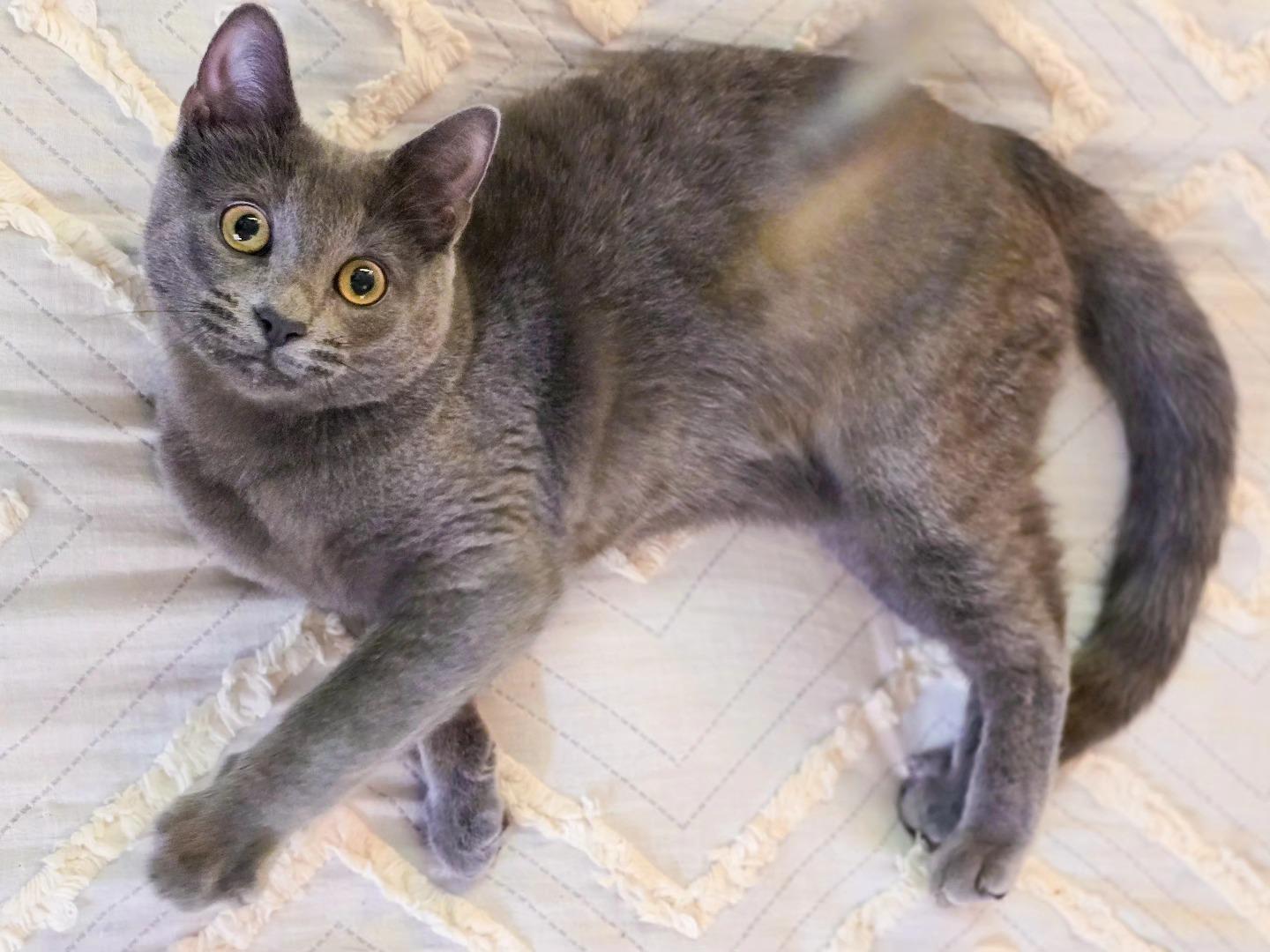 Dorian Grey, a Adoptable Domestic Short Hair in Mullica Hill, NJ image 2/3