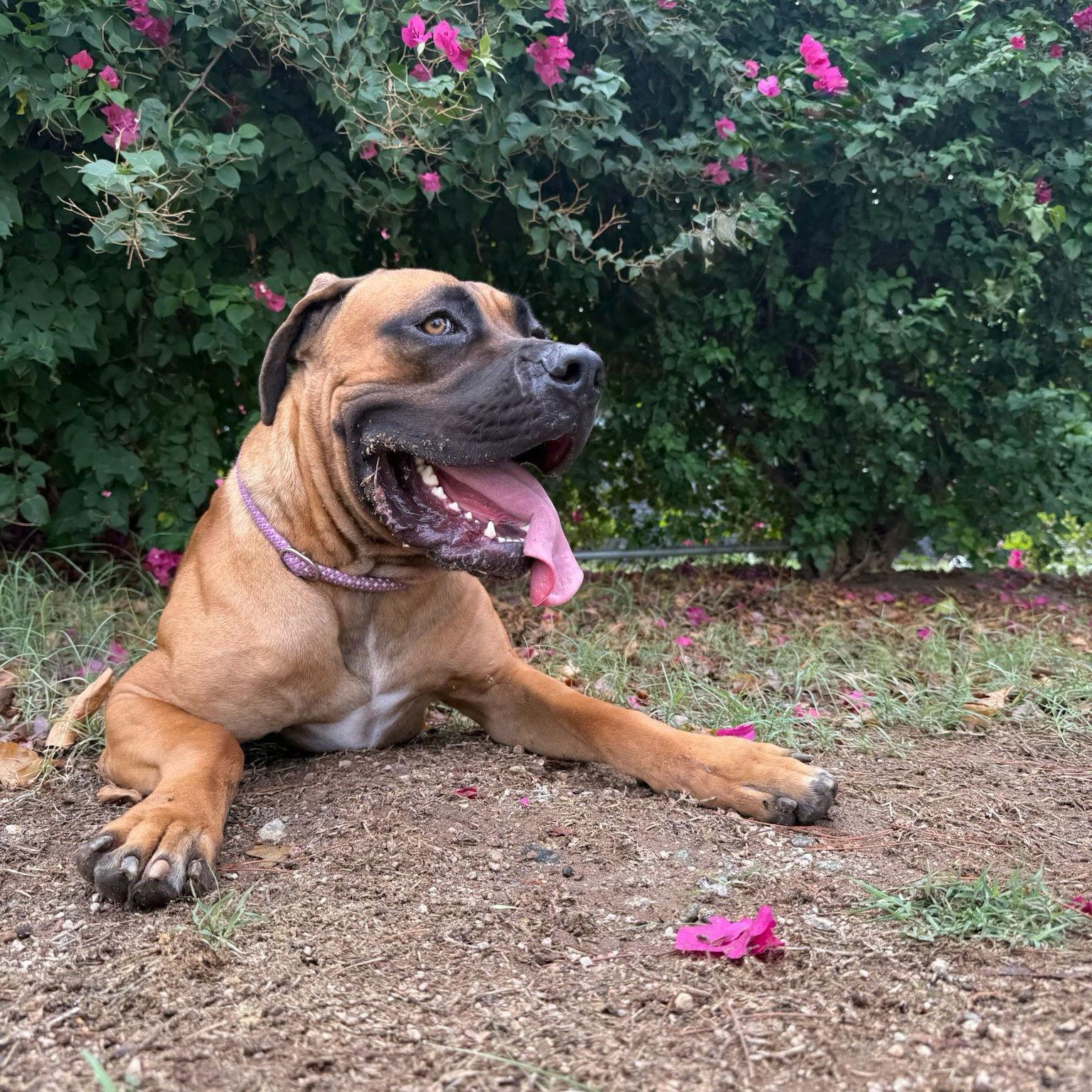 Enlarge Jimmy Kibble, a Adoptable Mastiff in Glendale, AZ image 1/3