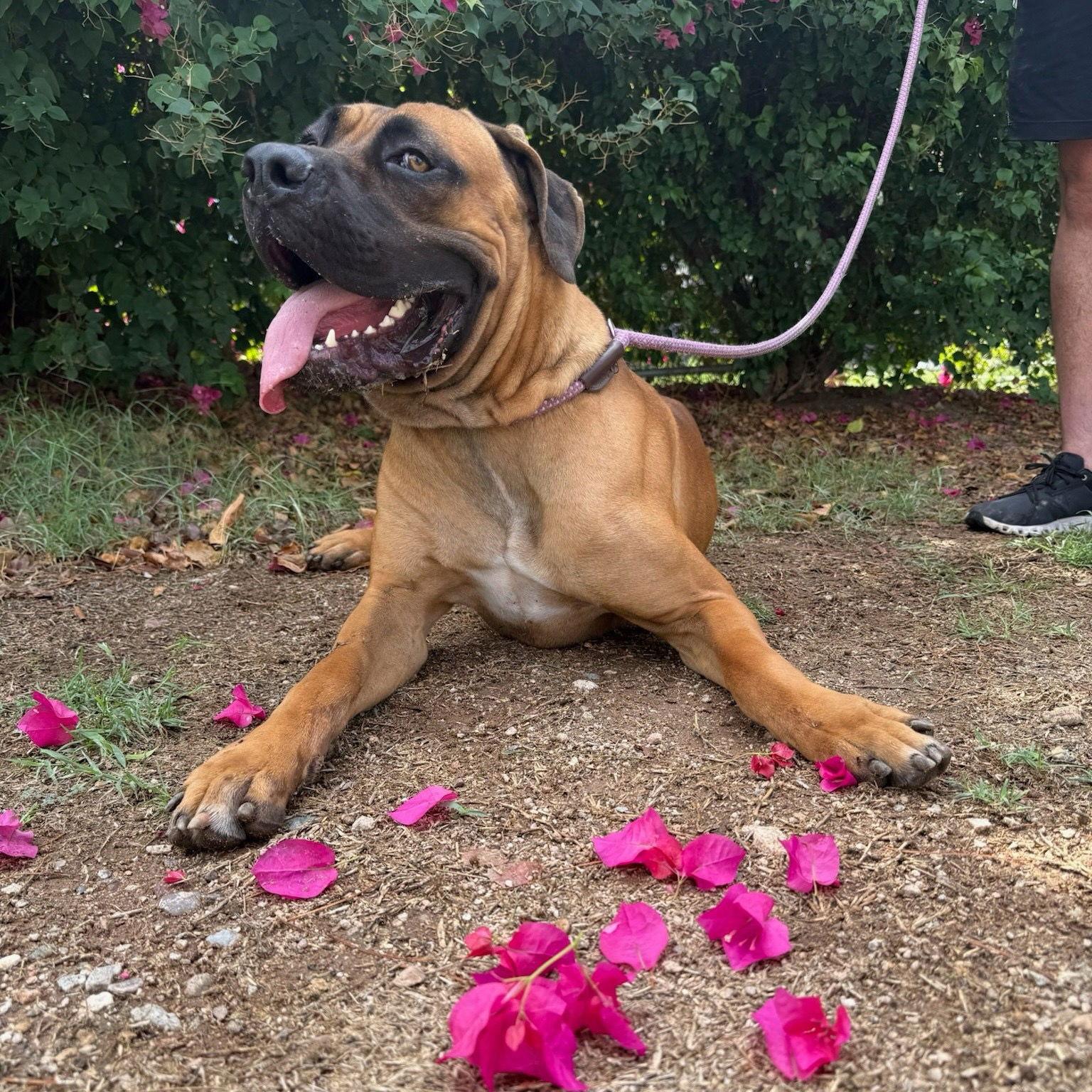 Enlarge Jimmy Kibble, a Adoptable Mastiff in Glendale, AZ image 2/3