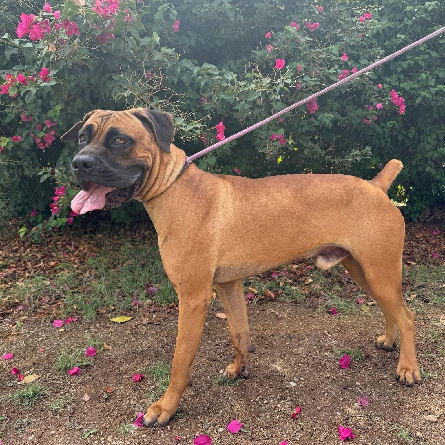 Enlarge Jimmy Kibble, a Adoptable Mastiff in Glendale, AZ image 3/3