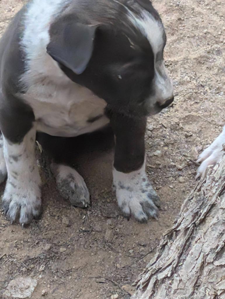 Scrappy, Adoptable, Puppy Female Pit Bull Terrier.