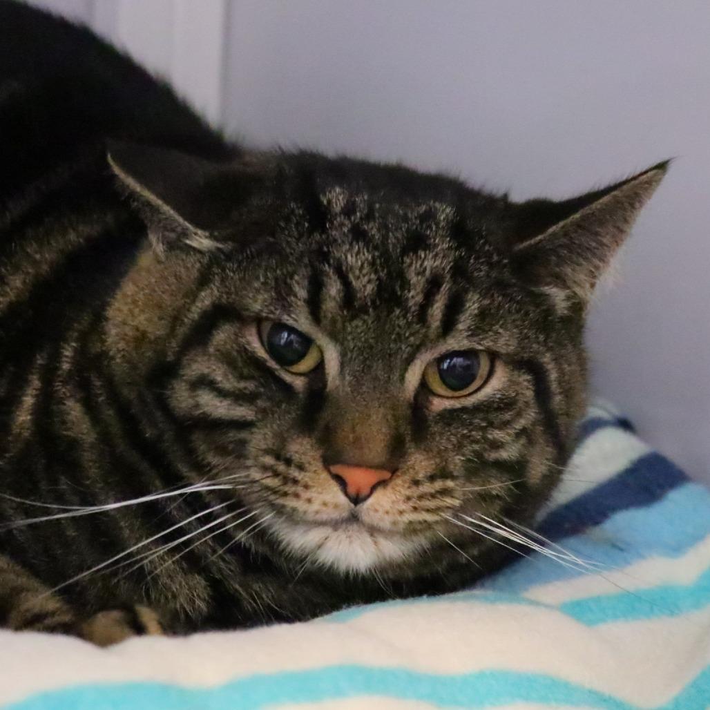 Toby, Adoptable, Senior Male Domestic Short Hair.