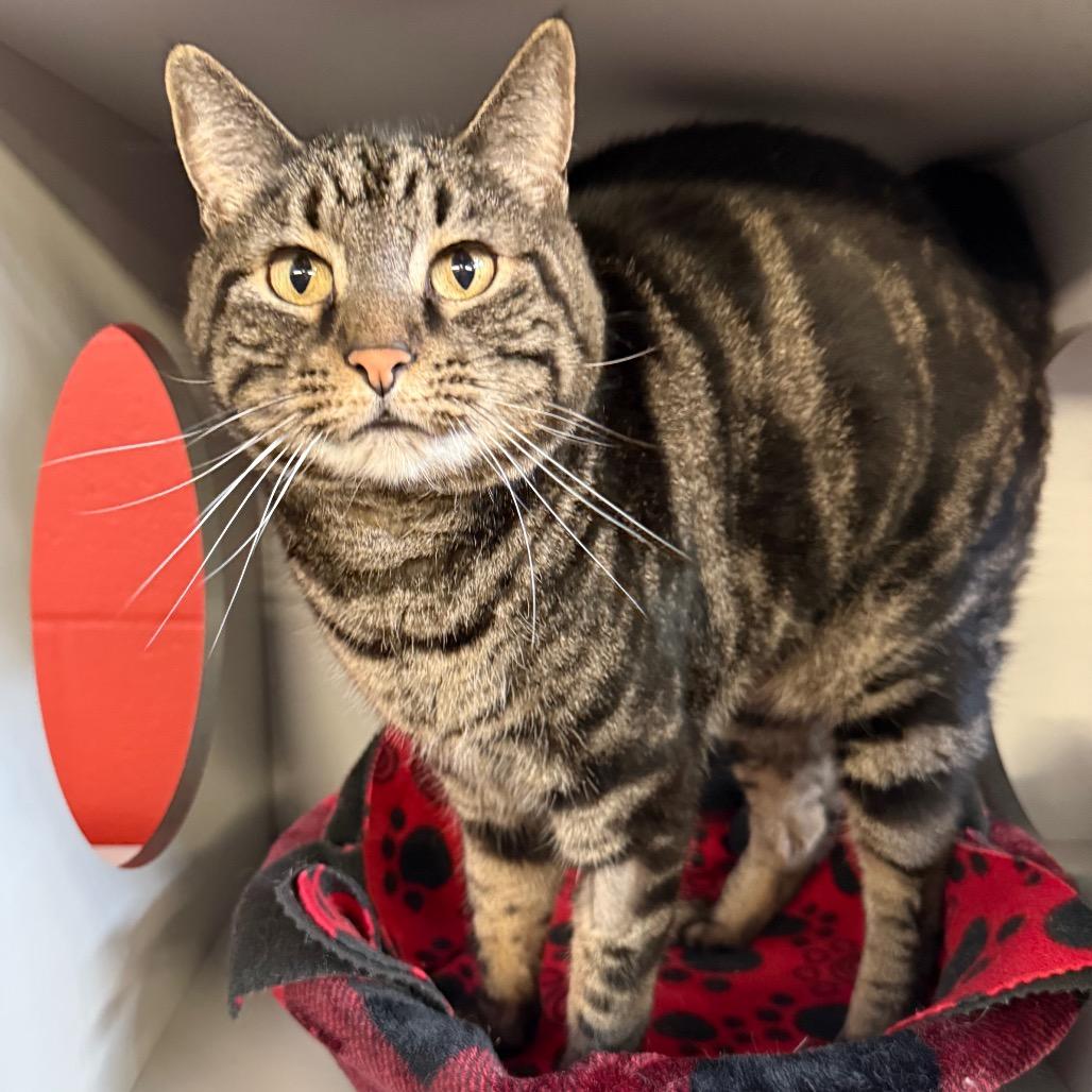 Enlarge Toby, a Adoptable Domestic Short Hair in Sarasota, FL image 4/4