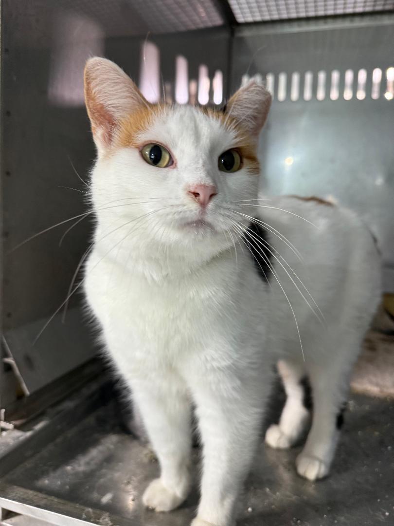 FLORA, an adoptable Domestic Short Hair in Gresham, WI, 54128 | Photo Image 1
