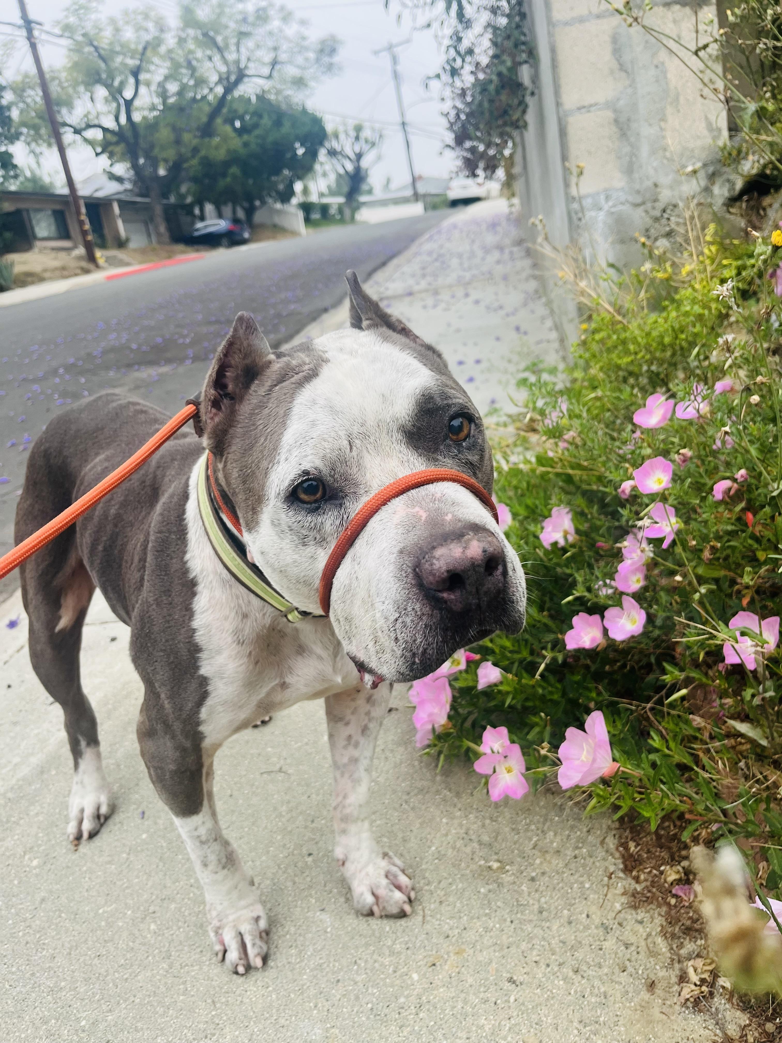 Rocco, Adoptable, Senior Male Pit Bull Terrier.