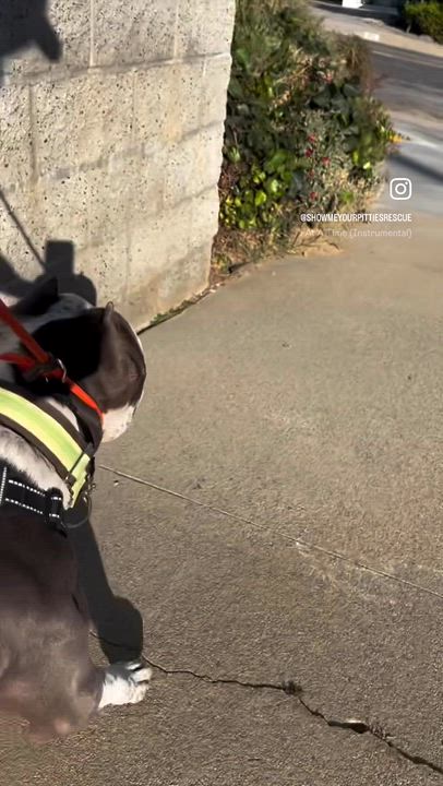 Enlarge Rocco, a Adoptable Pit Bull Terrier in Portland, CA video 4/6