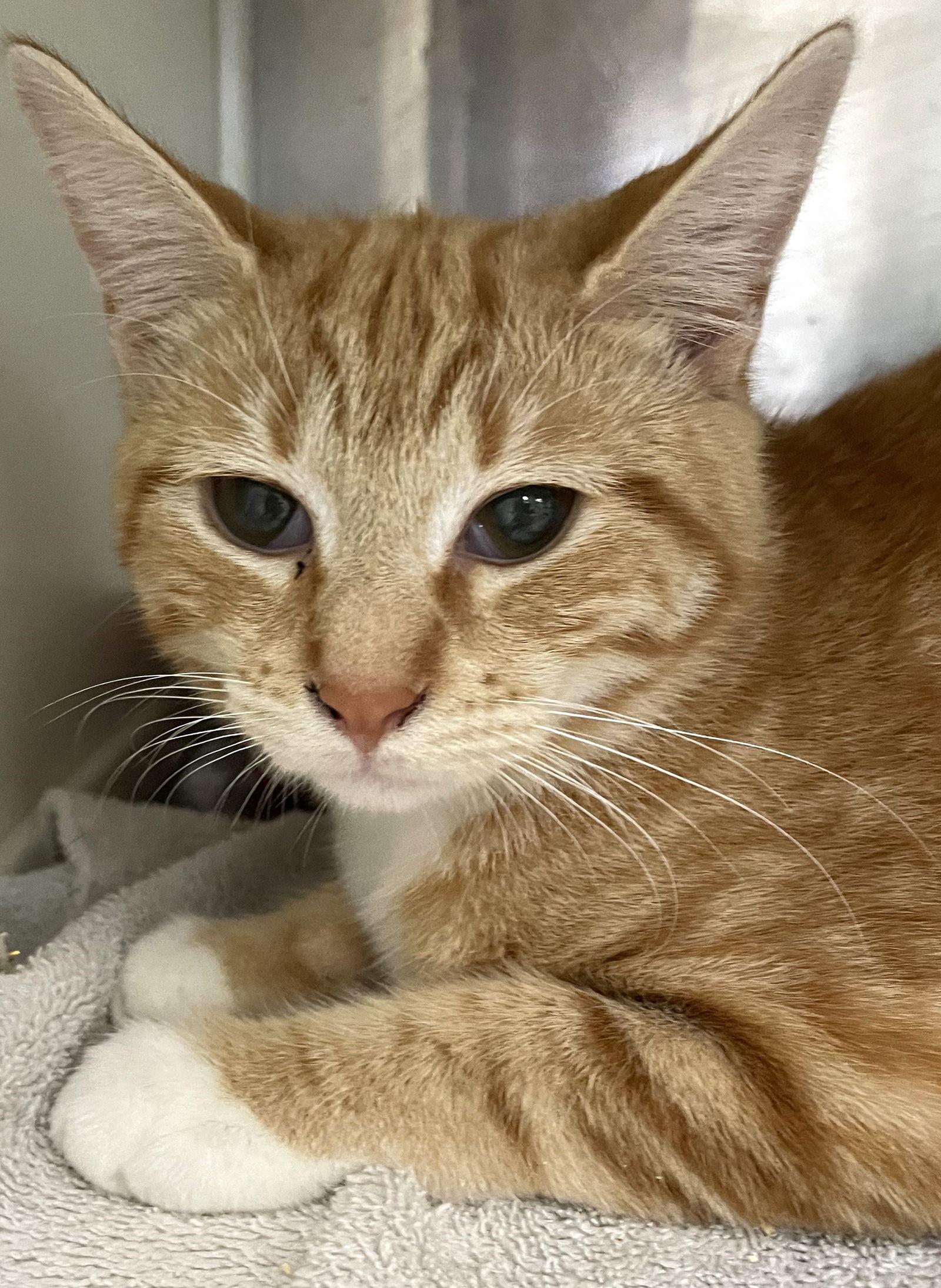 Autumn, Adopted, Young Female Tabby.