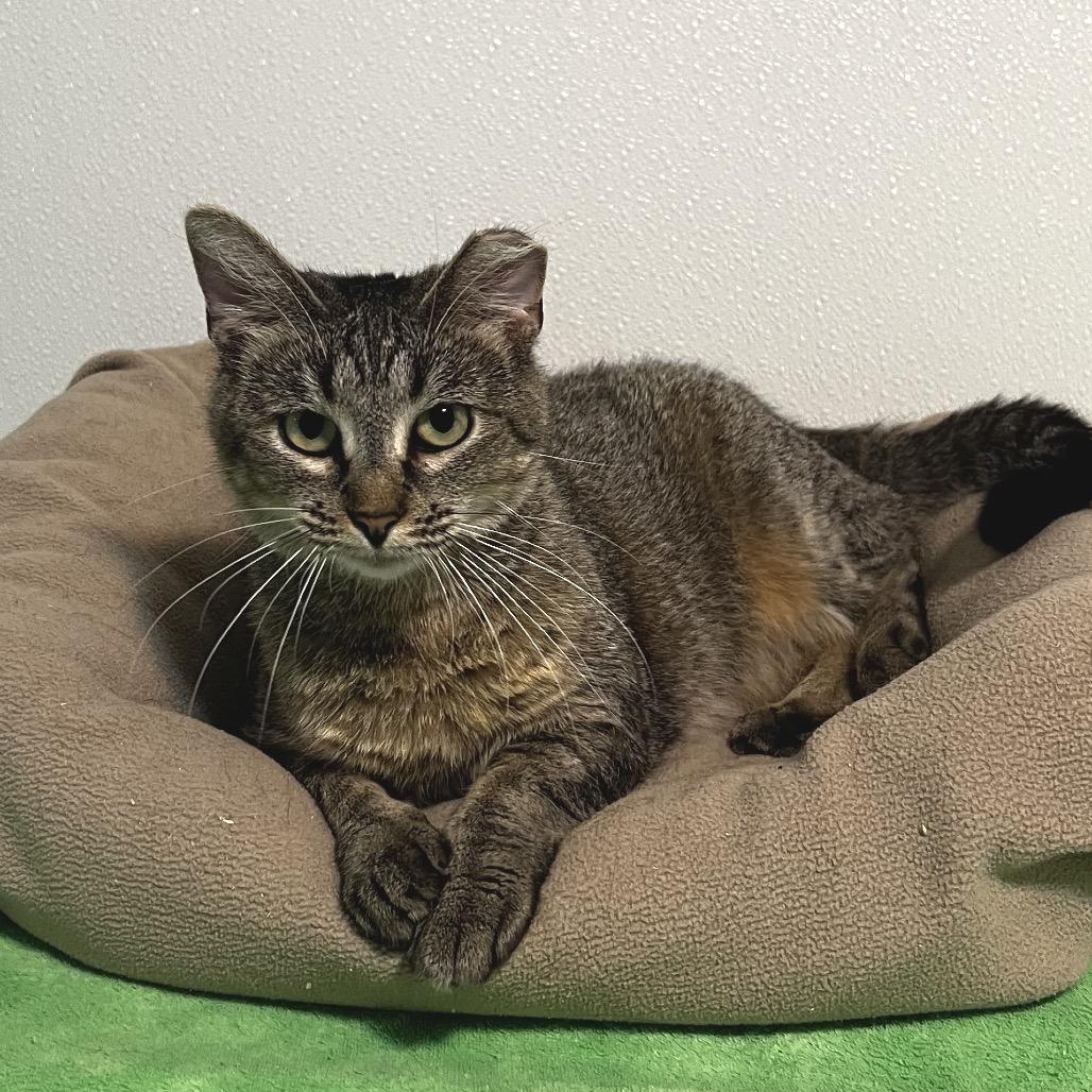 Powder, Adoptable, Senior Female Domestic Short Hair.