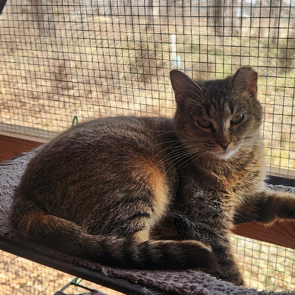 Powder, Adoptable, Senior Female Domestic Short Hair.